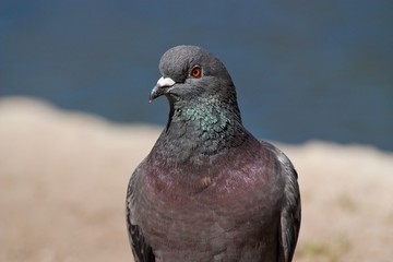Pigeon