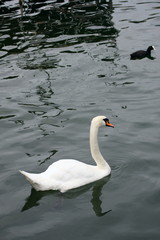 Fototapeta premium Cigni