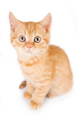 Obraz premium Little kitten on white background