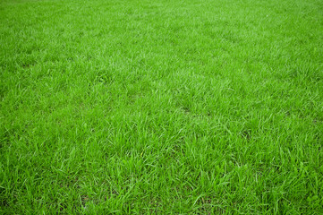 green grass background
