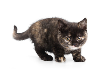 Obraz premium British kitten on white background