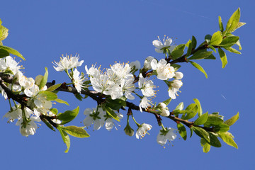 Mirabellenblüte