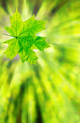 green leaf