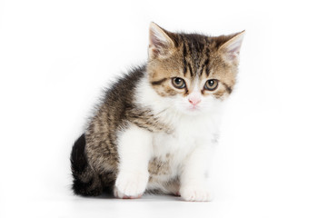 Naklejka premium British kitten on white background
