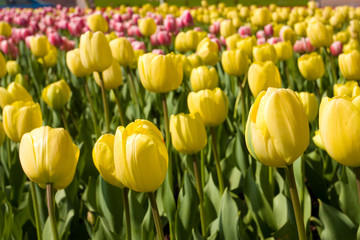 Obraz premium field of yellow tulips