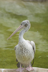 Pellicano Comune (Pelecanus Onocrotalus)