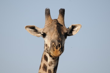 Giraffe