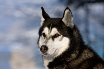 Naklejka na ściany i meble Siberian Husky riding dog in winter