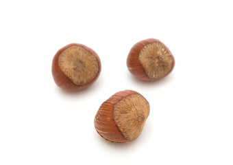 isolated hazelnuts