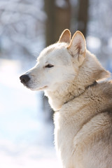 Siberian Husky riding dog in winter
