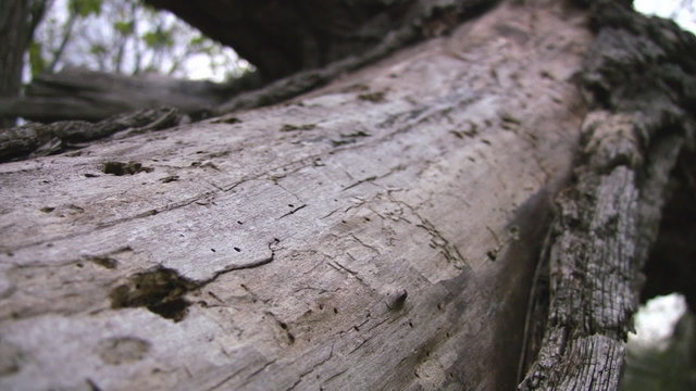 Termite holes along dead tree