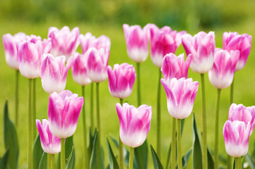 pink tulips background with blurry depth of field