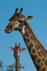 Giraffe portrait
