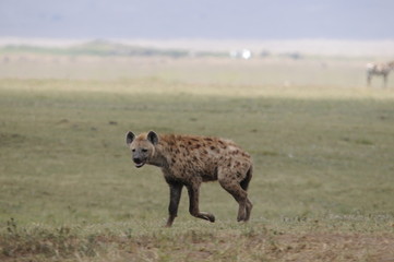 Naklejka na ściany i meble hyäne