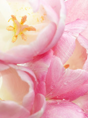 Fototapeta na wymiar pink tulips flowers