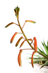 Aloe aristata flower