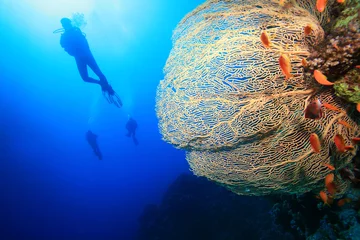 Fotobehang Gorgonian Fan Coral en Scuba Divers © Richard Carey