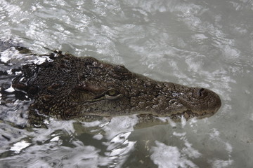 alligator head