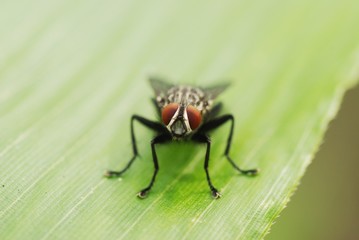 Naklejka premium ハエのクローズアップ