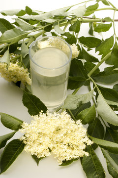 hausgemachter Fliederbeerblueten Sirup in einem Glas