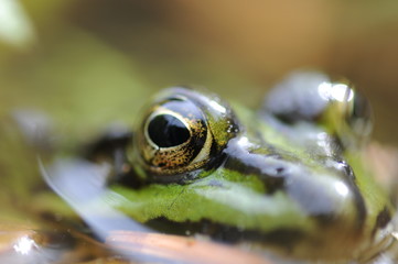 wasserfrosch