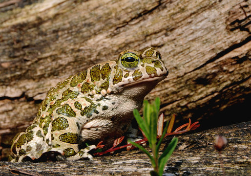 Froschschenkel - Images et vidéos libres de droits | Adobe Stock