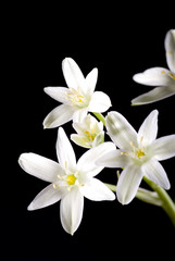 Fototapeta na wymiar białe kwiaty