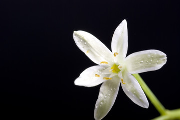 Fototapeta na wymiar biały kwiat