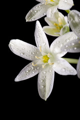 Naklejki  white flower