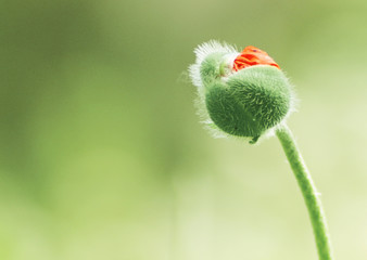 Mohn