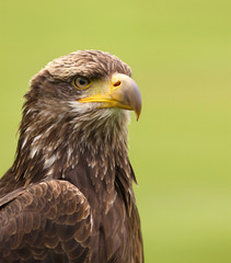 Bald young eagle against green background
