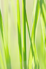 Naklejka premium grass