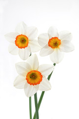 Obraz premium Narcissuses