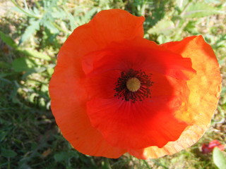 Obraz premium the poppy