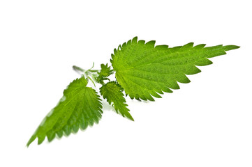 nettle
