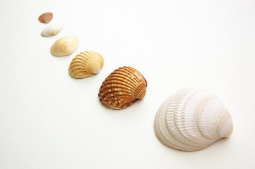 family of sea shells