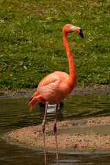 Caribbean flamingo