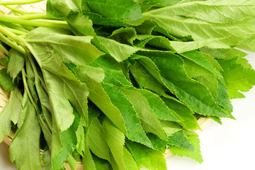 vegetables（ashitaba）