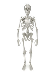 Skeleton front view