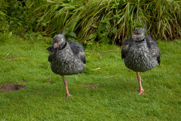 Crested screamers