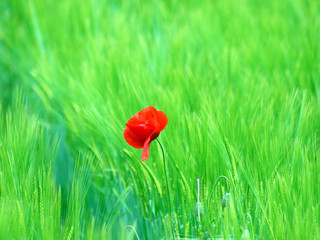 Mohnblume