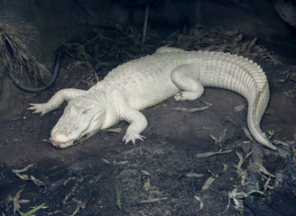 albino alligator - obrazy, fototapety, plakaty