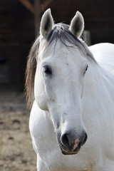 portrait of an unbridled grey stallion