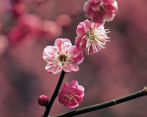 fruit flowers