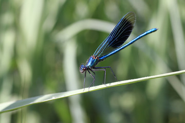 Calopteryx posé