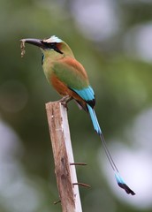 oiseau mot mot costa rica