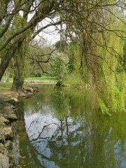 Trees on a background of a pond.