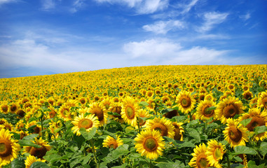Fototapeta premium sunflower