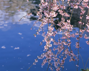 fruit flowers