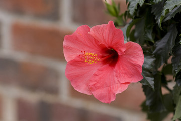 Hibiscus © herculaneum79